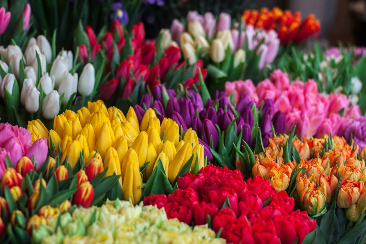 Colorful tulips at a flower market
